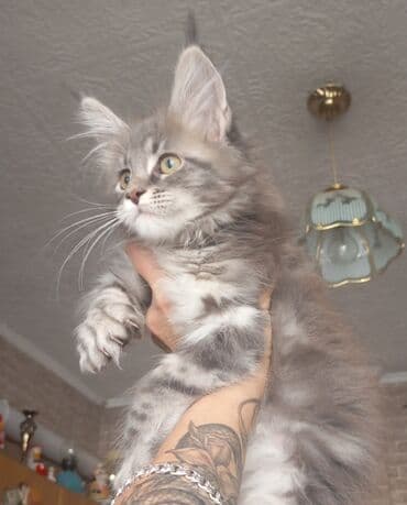 отдам кошку в добрые руки: МейнКун🔥Шикарная девочка чистокровная (импорт Казахстан )с отличной — 1