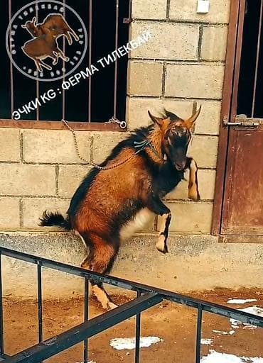Продаю | Козёл (самец) | Для разведения at lalafo.kg Продаю | Козёл (самец) | Для разведения