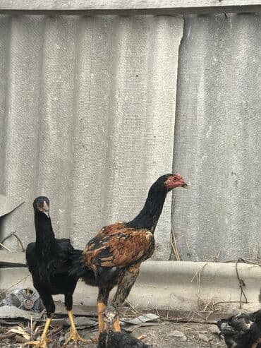 собака домик: Продаю | Петух, Цыплята | Бойцовая, Дакан | Для боев — 1