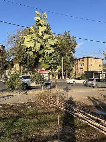 ячмень семенник: Саженцы деревьев для озеленения - Порода: лиственные деревья с — 2