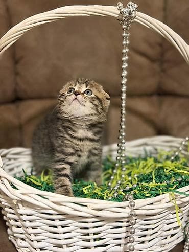 голуби чорнахвос: Скотиш Фолд (Шотландская вислоухая), 1 месяц, Девочка — 3