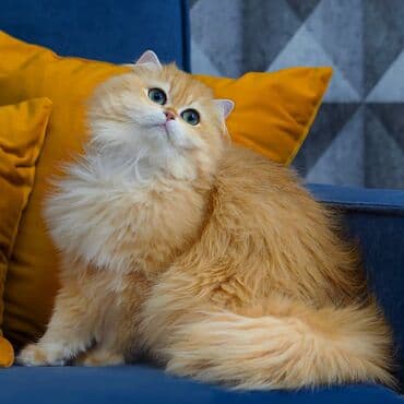 мейн кун бишкек 😺 питомник lyubushka 🐈 купить котенка 🐾 цена фото: Плюшевые котята редкого окраса золотая шиншилла (возможны оттенки — 1