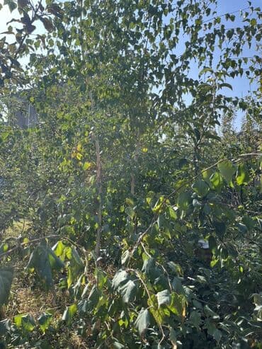 Саженцы деревьев: Берёзы