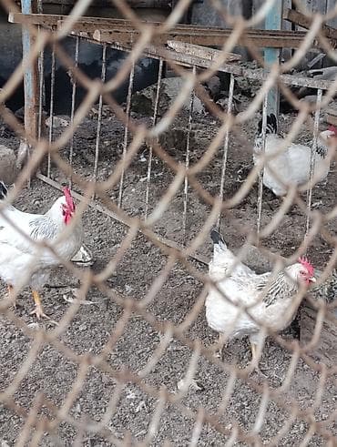 Куры, петухи: Продаю | Куры | Для разведения — 2