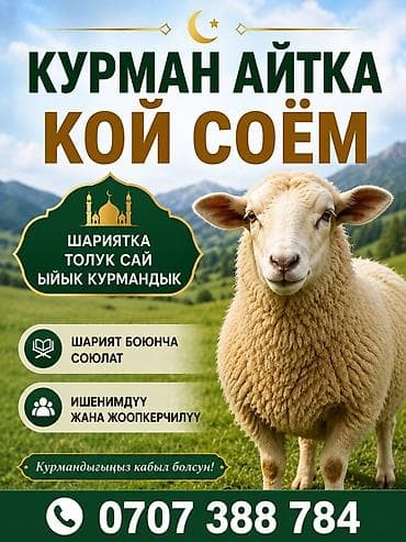 путеводитель мусульманки книга: Услуга: забой барана к Курман Айту. Описание: - Полное соответствие — 1