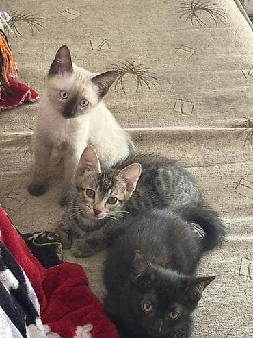 Котята, помёт из трёх малышей: - Светлый котёнок с поинтовым окрасом at lalafo.kg Котята, помёт из трёх малышей: - Светлый котёнок с поинтовым окрасом