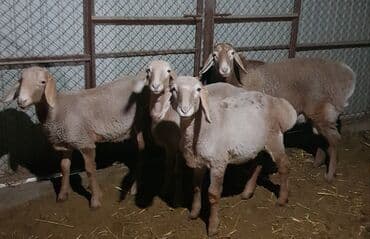 корм для домашних животных: Продаю | Ягненок, Баран (самец) | Арашан — 1