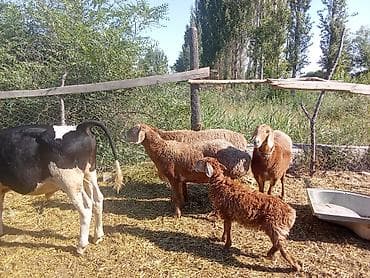 необычные животные: Продаю | Овца (самка) | Для разведения | Матка — 5