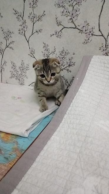 лысые кошки цена: Продаю котенка 4 месяца, вислоухая скотиш девочка — 2