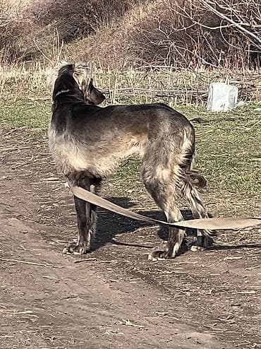 беговая дорожка для собак: 1 год, Самец — 2