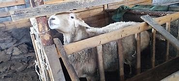 куры обмен: Продаю | Овца (самка) | Для разведения | Ярка — 3