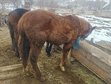 тай сокулук: Сатам | Тай | Көбөйтүү үчүн — 4