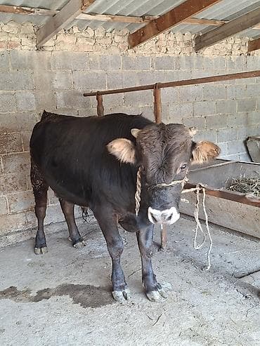 Продаю | Бык (самец) | На откорм | Искусственник at lalafo.kg Продаю | Бык (самец) | На откорм | Искусственник