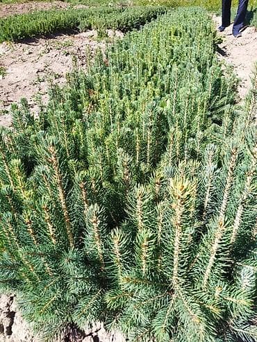 Бакча эмереги: Көчөттөр дарактардын: Карагайлар — 4