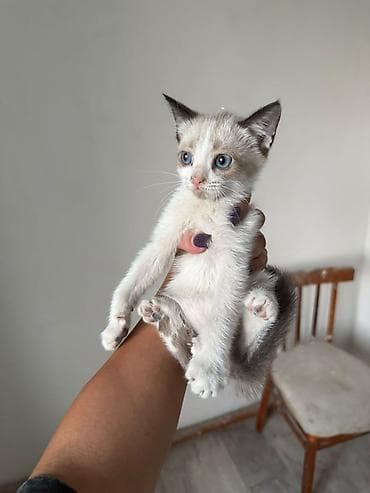 усыпление животных бишкек: Кошка даром: Сиамская, 2 месяца, Девочка, Приучена к лотку, Проглистована — 1