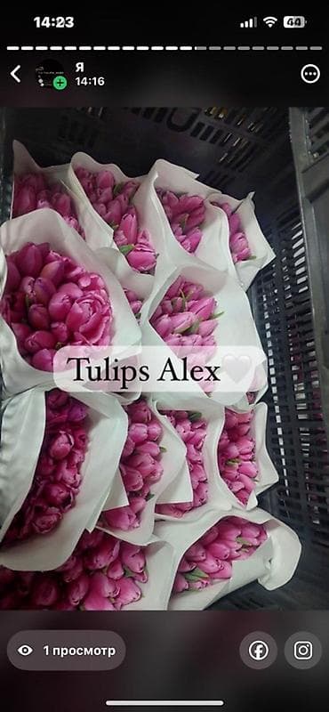 Кухонные принадлежности: Тюльпаны Tulips Alex💐🌷🌷 - Срезанные тюльпаны в упаковках по пучкам, в — 7
