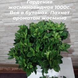 орхидеи в горшке купить с доставкой: Пальма Хамедорея 1000с-1800(высота 125см). монстера800с. аллоказия — 29
