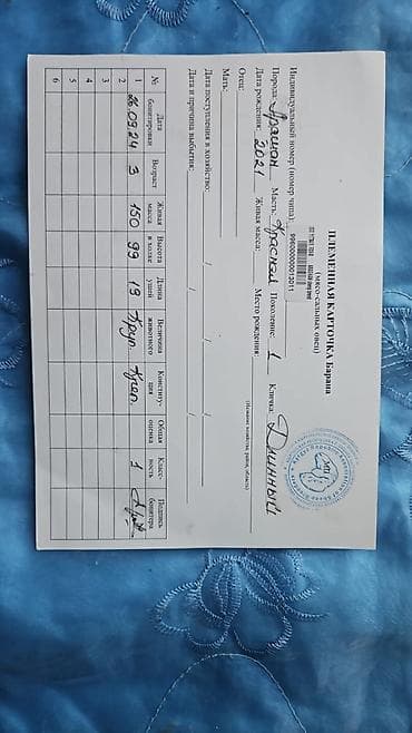продам козу дойную: Продаю | Ягненок | Арашан | Для разведения — 5