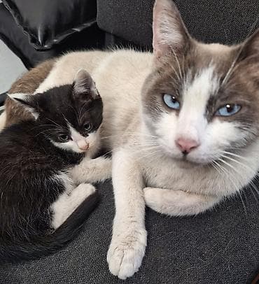 мышык сатылат: 3 айлык, Эркек, Биколор, Лотокко барууга үйрөтүлгөн, Курттардан тазаланган — 4