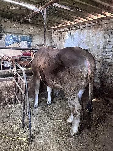 дакан короз шамо: Продаю | Тёлка | Симментальская | Племенные — 6