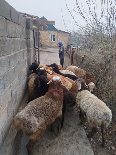 Продаю | Баран (самец) | Полукровка | Для разведения | Осеменитель at lalafo.kg Продаю | Баран (самец) | Полукровка | Для разведения | Осеменитель