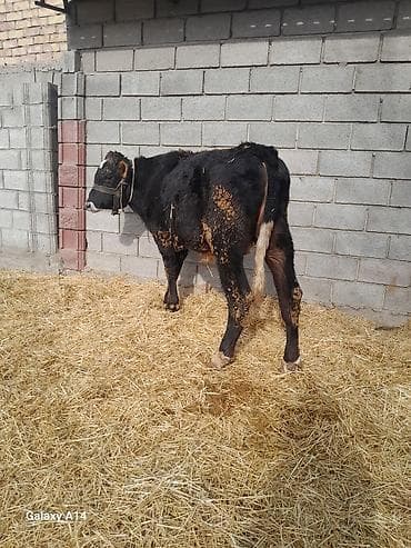 Кемирүүчүлөр: Сатам | Бука (эркек) | Аргын | Бордоп семиртүү үчүн — 8