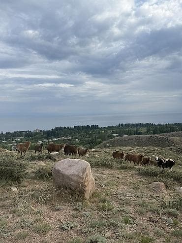 касса ящик: Кой козу сатылат — 1