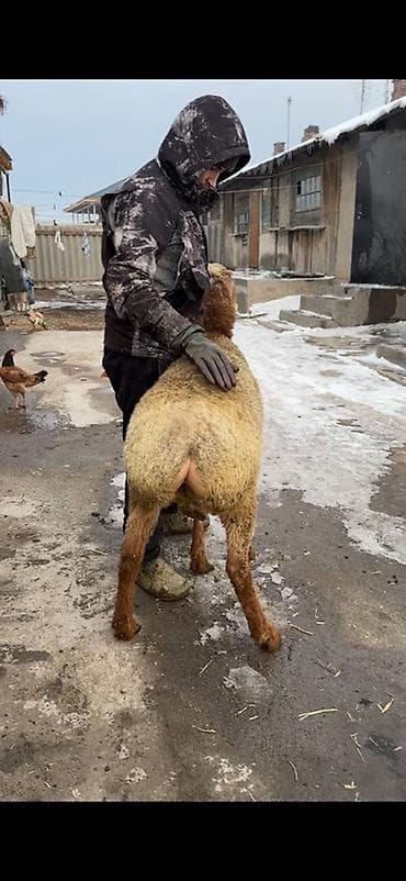 борщ кой: Продаю | Овца (самка) | Романовская | Для разведения | Матка — 1