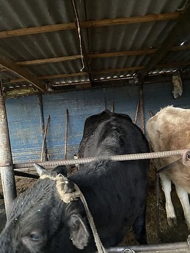 корова алатау: Продаю | Корова (самка) | На забой, На откорм — 9