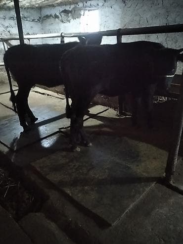 продается кашара: Продаю | Тёлка | На откорм | Привязанные — 3