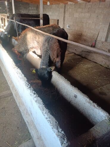 Зоотовары: Продаю | Бык (самец) | На откорм | Привязанные — 2