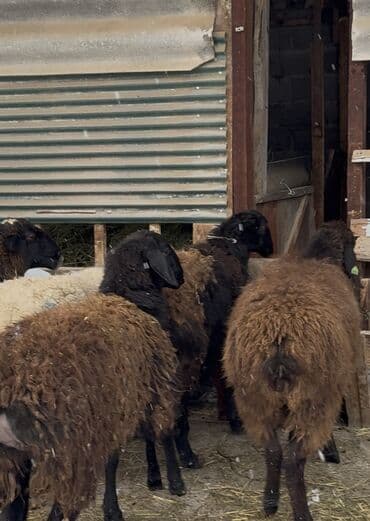 яйцо бройлер: Продаю | Овца (самка) | Гиссарская, Арашан | Для разведения | Матка — 3