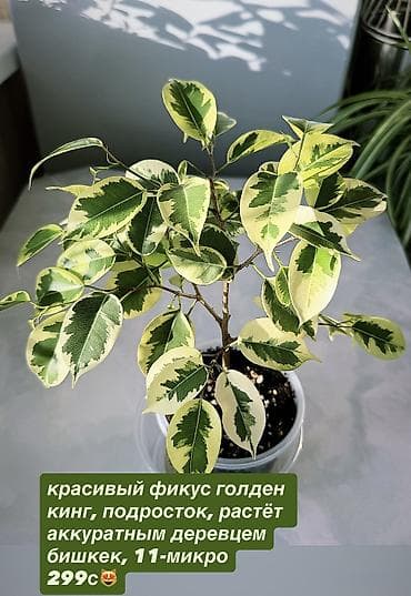 фикус али: Жонокой болмо гулдору Фикус акча гулу кактус папоротник жб — 5