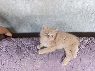 коты город ош: Пушистый кремовый котёнок с голубыми глазами. - Порода: похож на — 2