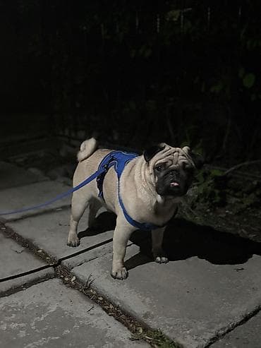 вязка спаниель: Вязка: Мопс, Самец, 2 года, С прививкой — 6