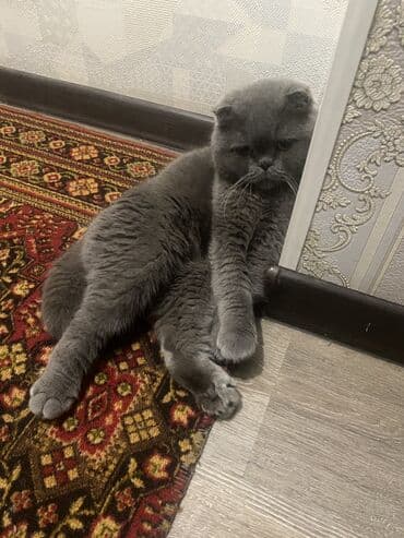 алабай 9 месяцев фото: Британская короткошёрстная, 1 год, Мальчик, Серый, Приучена к лотку — 1