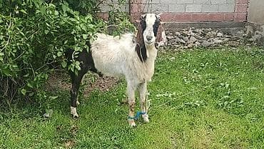 сушь для пчел купить: Продаю | Козёл (самец) | Для разведения | Племенные — 2