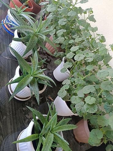 Алоэ: Алоэ вера в горшках (комнатные суккуленты) - Вид: Aloe vera — 10