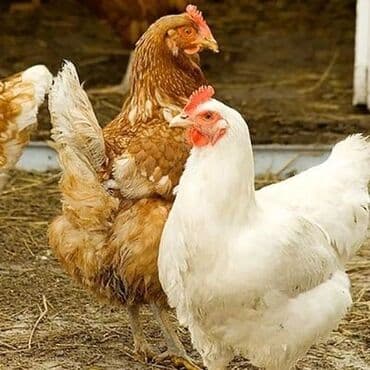 куры доминанты: Продаю | Куры, Петух, Цыплята | Брама, Домашняя | На забой, Для разведения, Несушки — 2