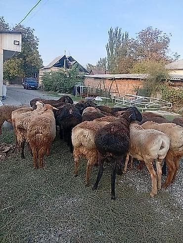 Животные: Продаю | Овца (самка), Ягненок, Баран (самец) | На забой, Для разведения | Матка — 4