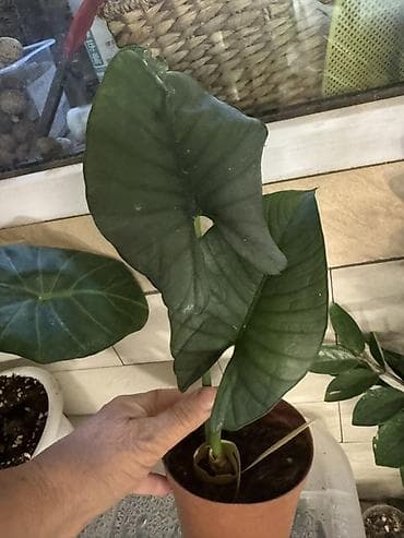 цветы алоказия: Ароидные комнатные растения (коллекционные сорта) - Сингониум — 5