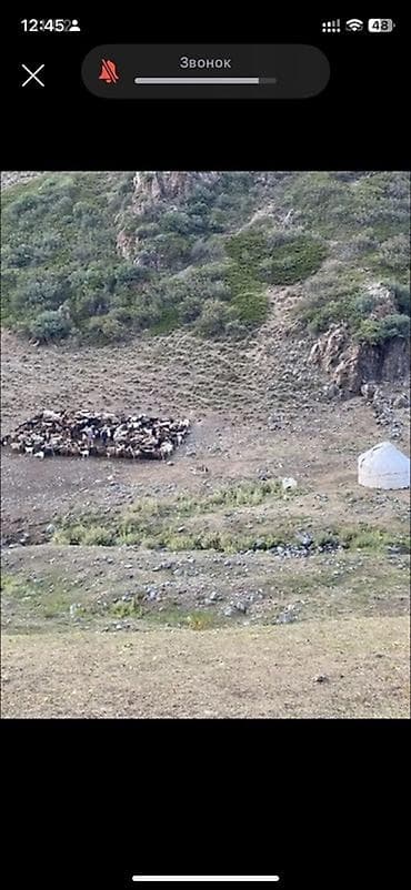 необычные животные: Продаю | Коза (самка), Козёл (самец), Козлёнок | Полукровка | Для разведения | Племенные — 1