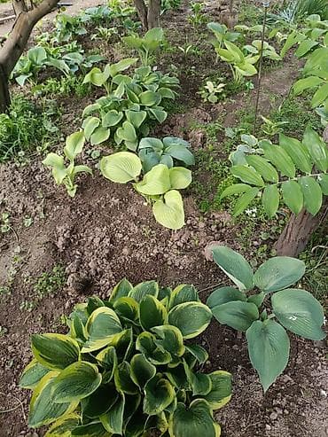 купить цветы петунии: Хоста декоративная очень много хосты кусты и по одной розетке цены — 4