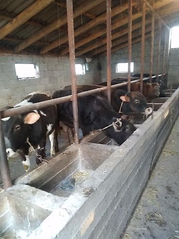 корм ячмен: Продаю | Бык (самец) | Полукровка | На откорм | Привязанные — 2