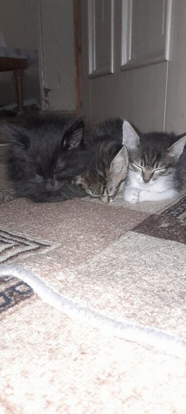 новорожденные котята: Кошка даром: Беспородная, 2 месяца, Мальчик — 1