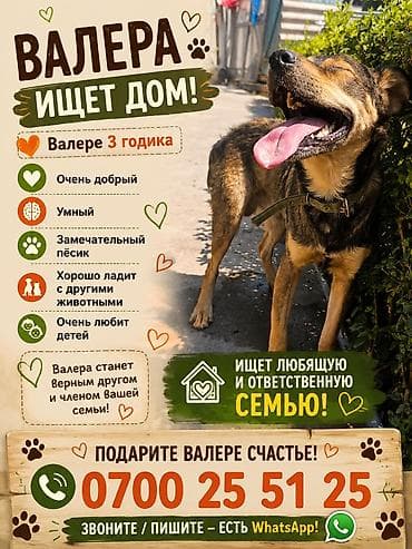 годик: Собака даром: 3 года, Самец, С прививкой — 2