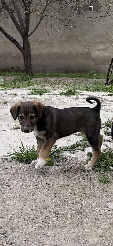 собако: Отдам в добрые руки щенка (самка) 🐶 Мама — алабай. Щенок милый — 2