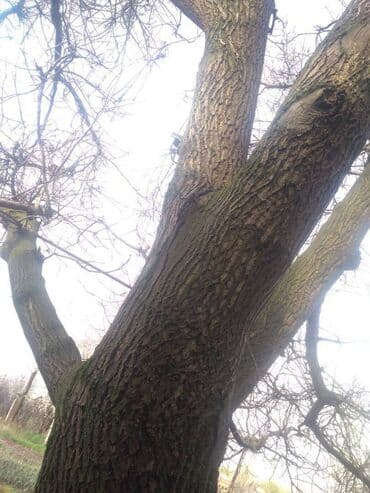 купить деревянные доски: Продаем ореховое дерево — 2