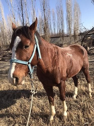 птица щегол: Продаю | Конь (самец) | Дончак | Рабочий — 2