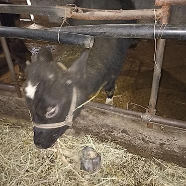 утята суточные: Продаю | Тёлка — 5